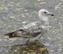 Herring Gull 2nd winter